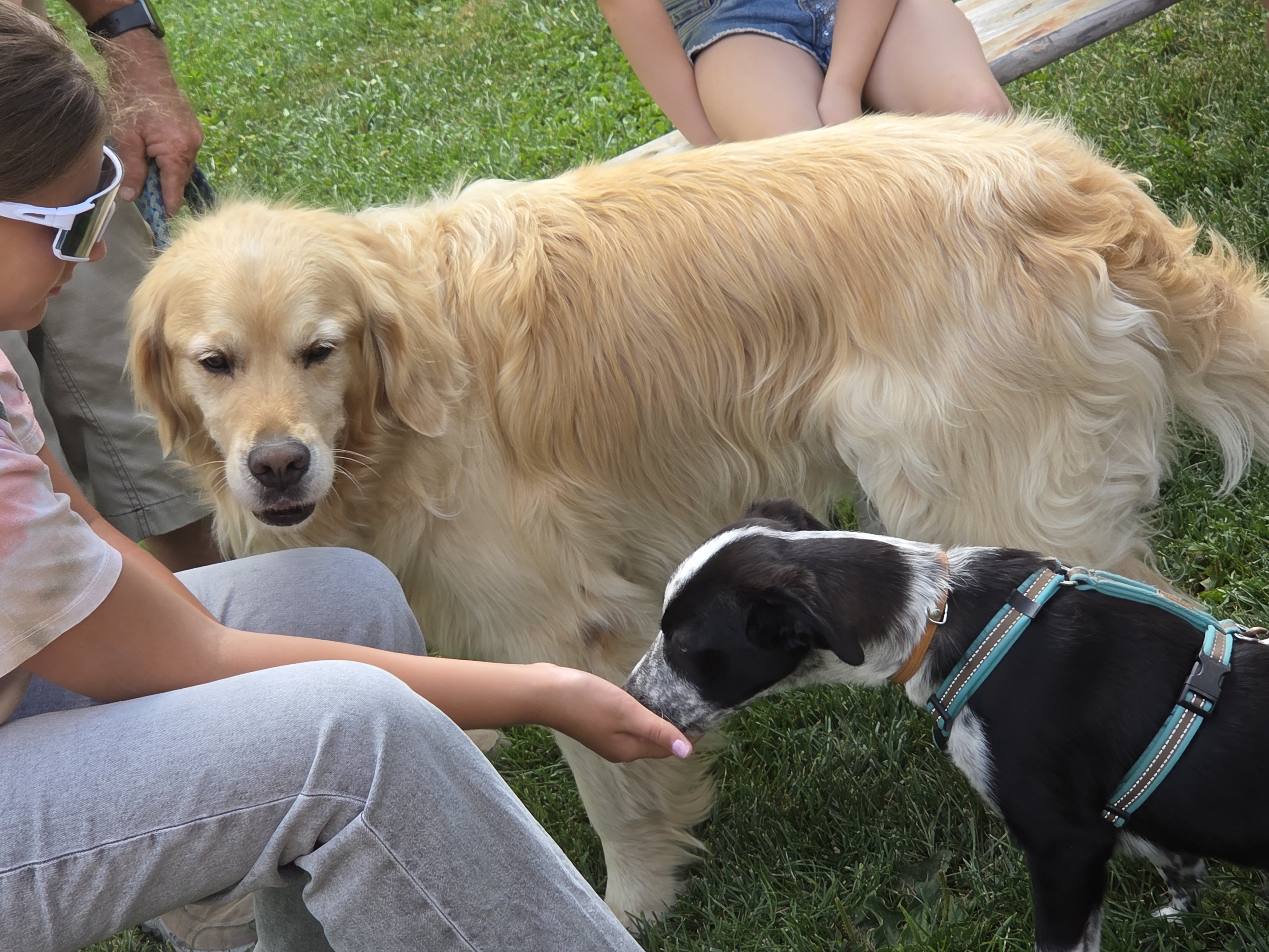 Hund und Mensch 